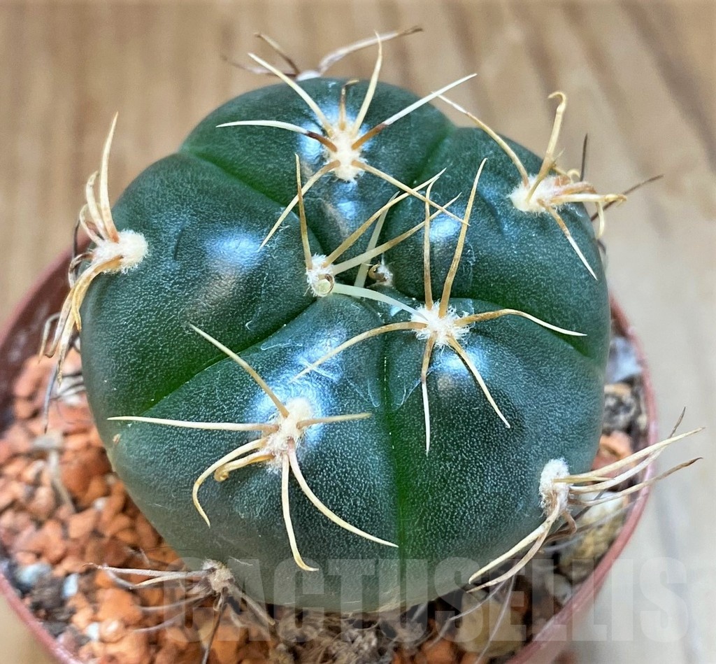 SH18679 Gymnocalycium denudatum 'Jan Juba' - Image 2
