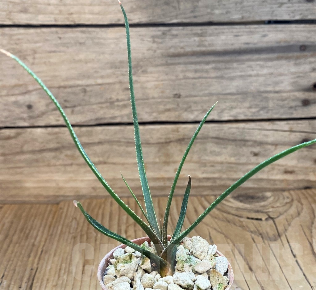 SH18687 Aloe pronkii