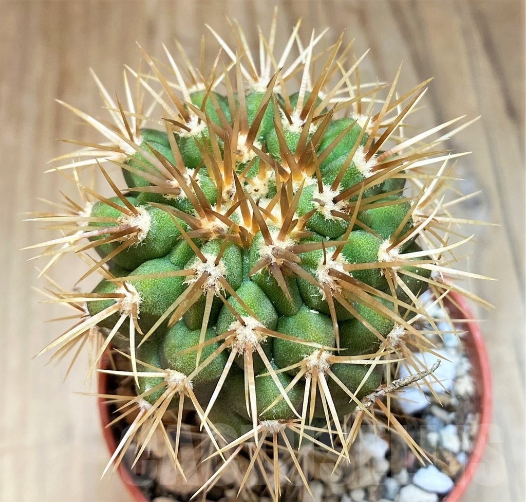 SH18633 Copiapoa gigantea GCG15004, grafted