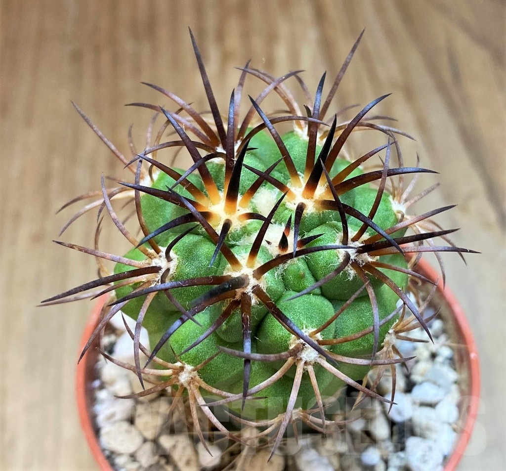 SH18641 Copiapoa vallenarensis SI-61-24, grafted