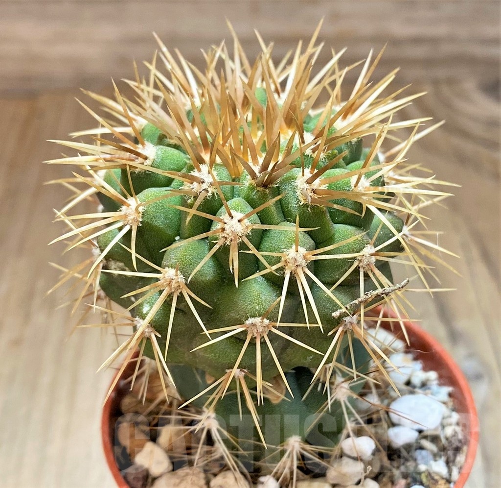 SH18633 Copiapoa gigantea GCG15004, grafted - Image 2