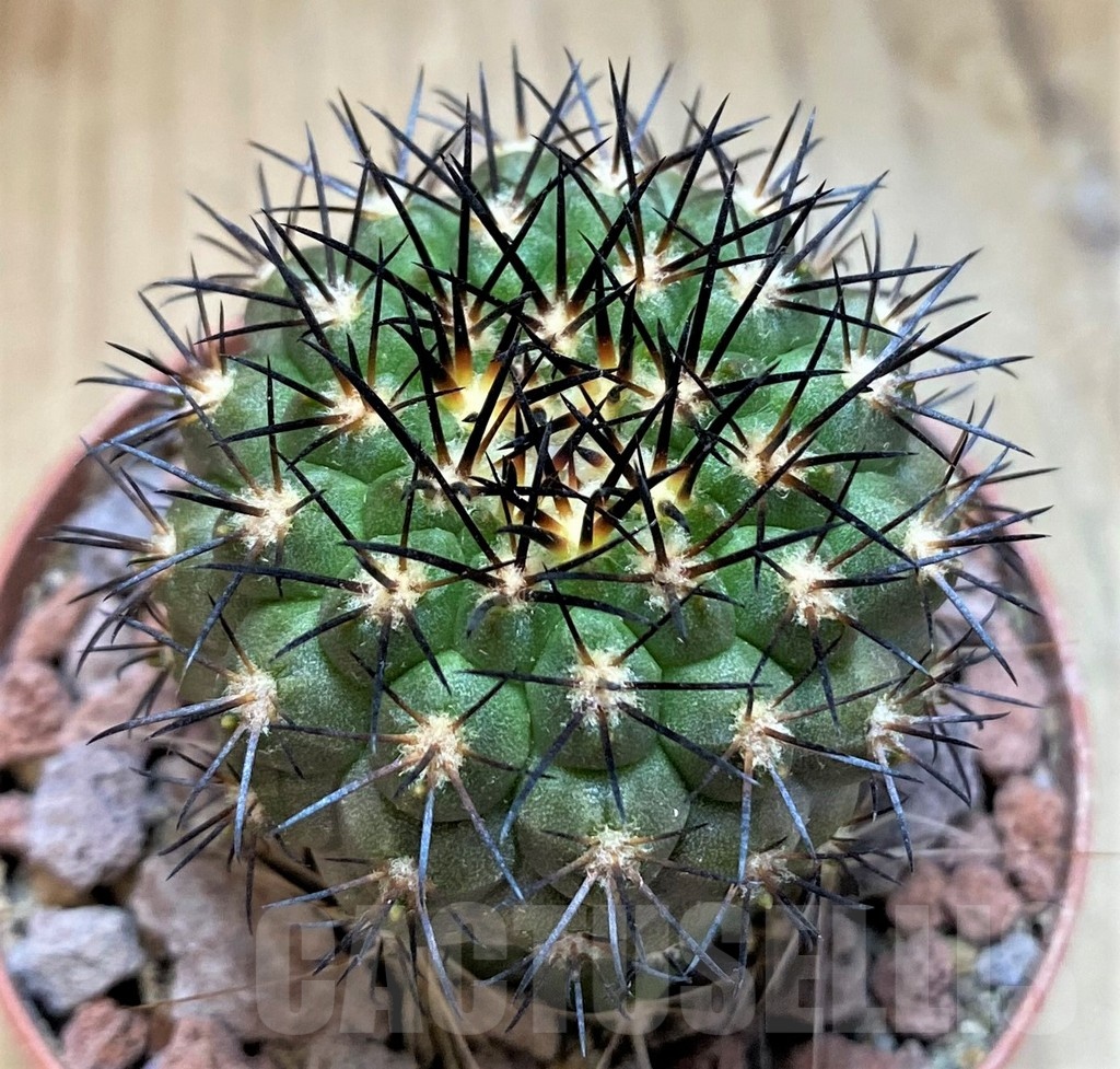 SH18645 Copiapoa longistaminea GCG15303, grafted