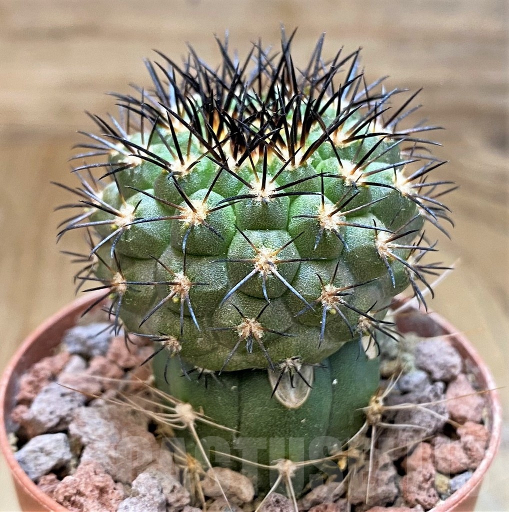 SH18645 Copiapoa longistaminea GCG15303, grafted - Image 2
