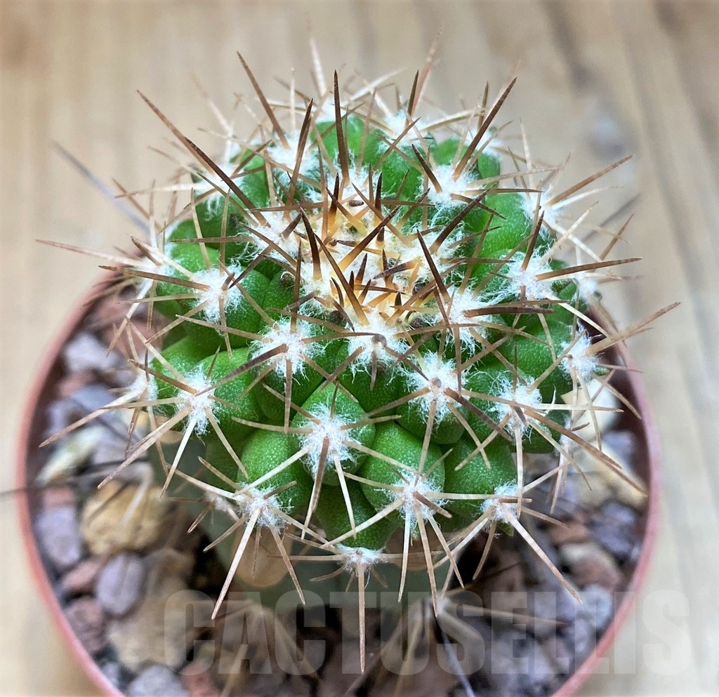 SH18647 Copiapoa cinerascens GM2211, grafted