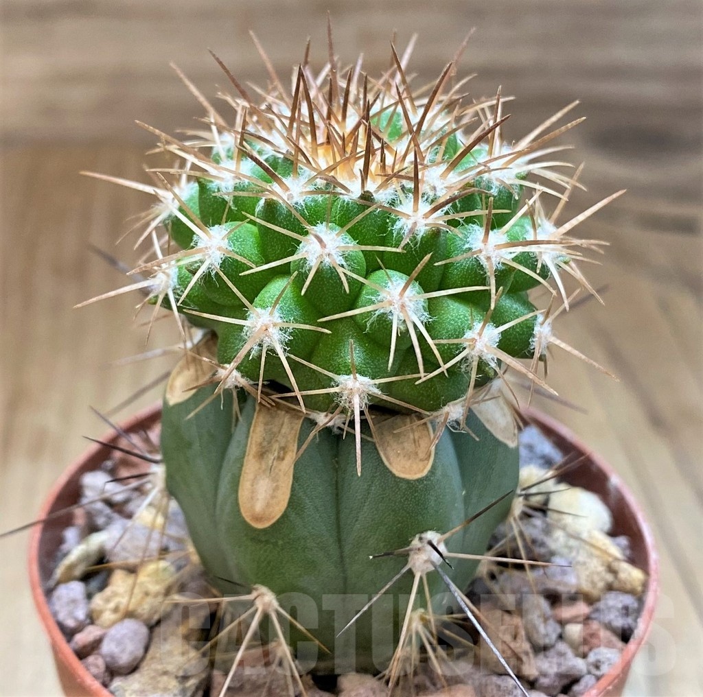 SH18647 Copiapoa cinerascens GM2211, grafted - Image 2
