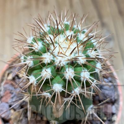 SH18648 Copiapoa cinerascens GM2211, grafted