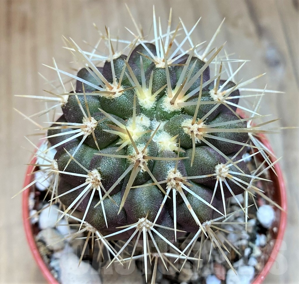 SH18634 Copiapoa gigantea GCG15004, grafted
