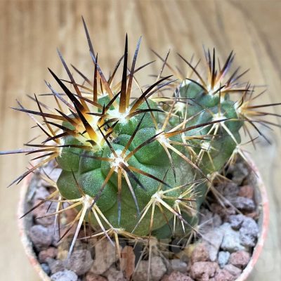SH18649 Copiapoa alticostata SI-50-24, grafted