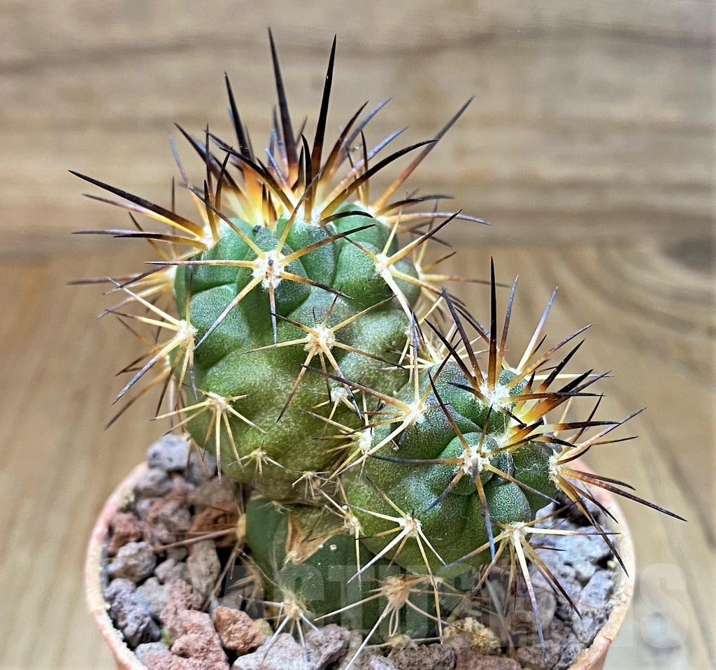 SH18649 Copiapoa alticostata SI-50-24, grafted - Image 2