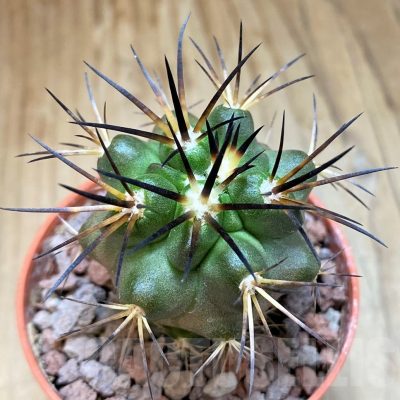 SH18650 Copiapoa alticostata SI-50-24, grafted