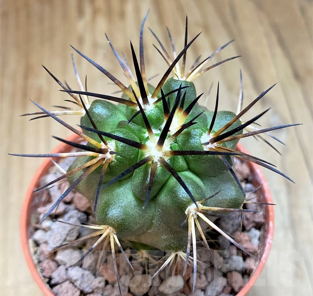 SH18650 Copiapoa alticostata SI-50-24, grafted