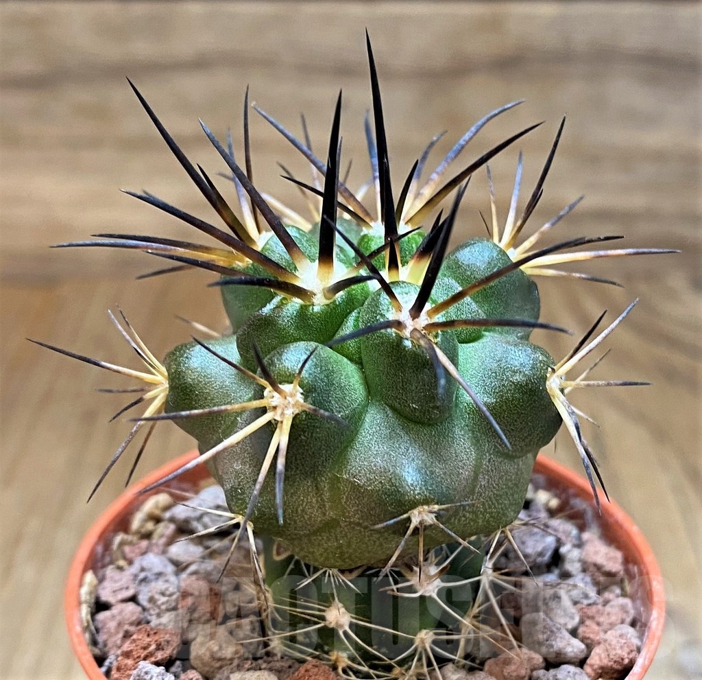 SH18650 Copiapoa alticostata SI-50-24, grafted - Image 2