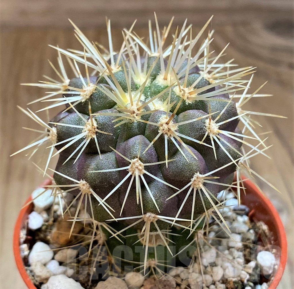 SH18634 Copiapoa gigantea GCG15004, grafted - Image 2