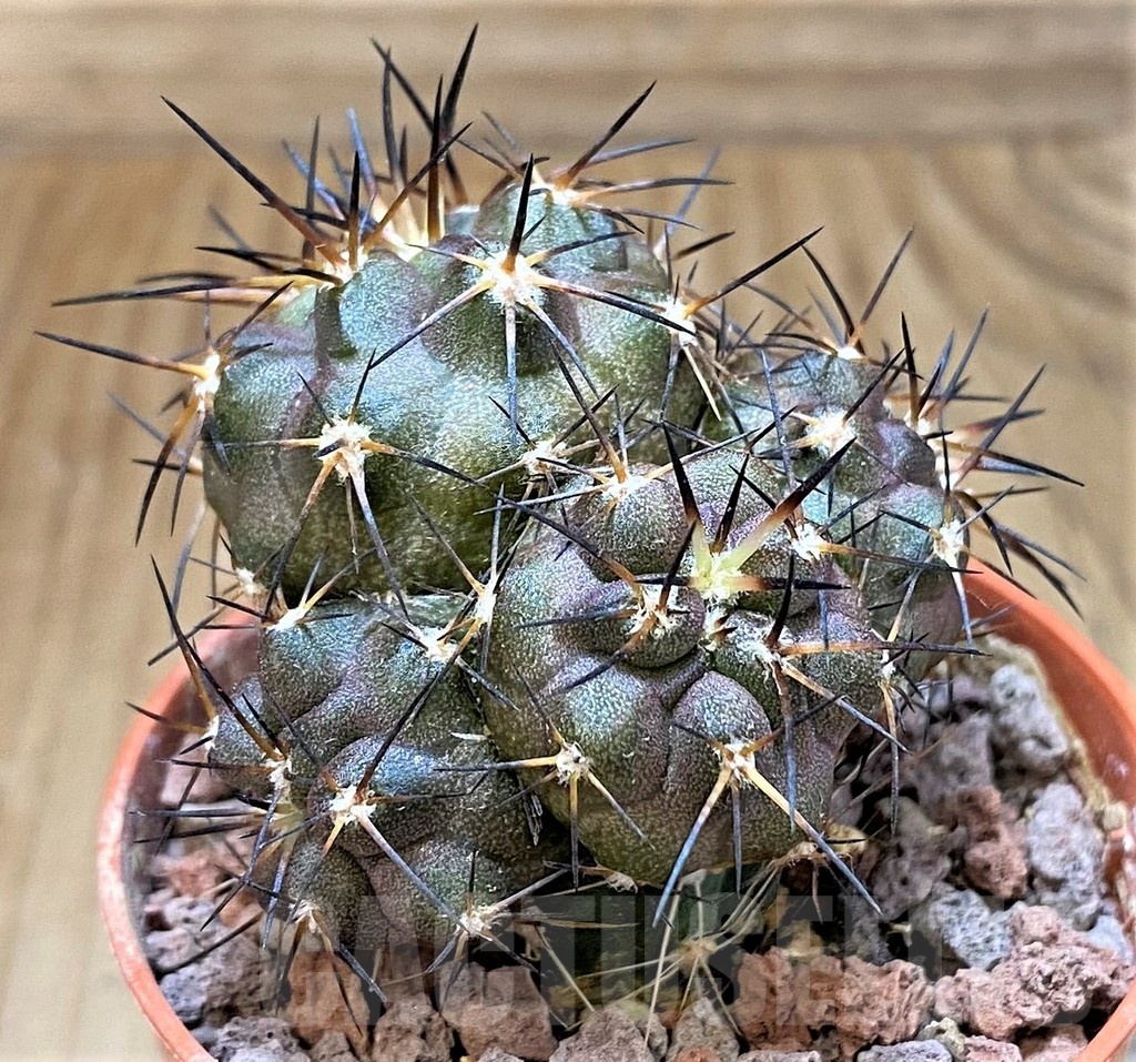 SH18652 Copiapoa cinerea SI-40-24, grafted - Image 2