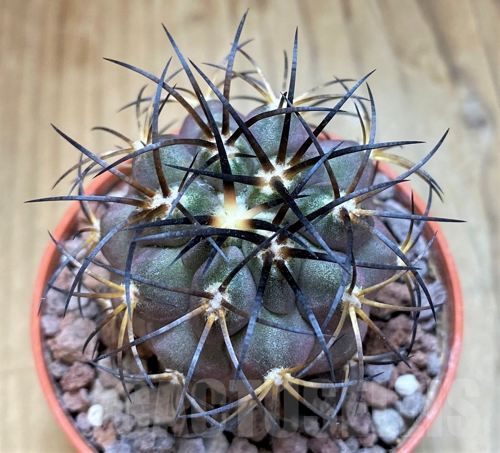SH18655 Copiapoa schulziana SI-12-24, grafted