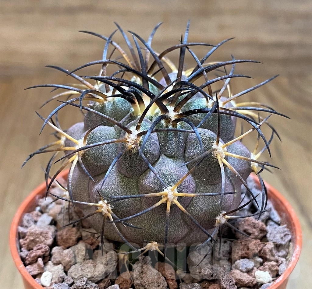 SH18655 Copiapoa schulziana SI-12-24, grafted - Image 2