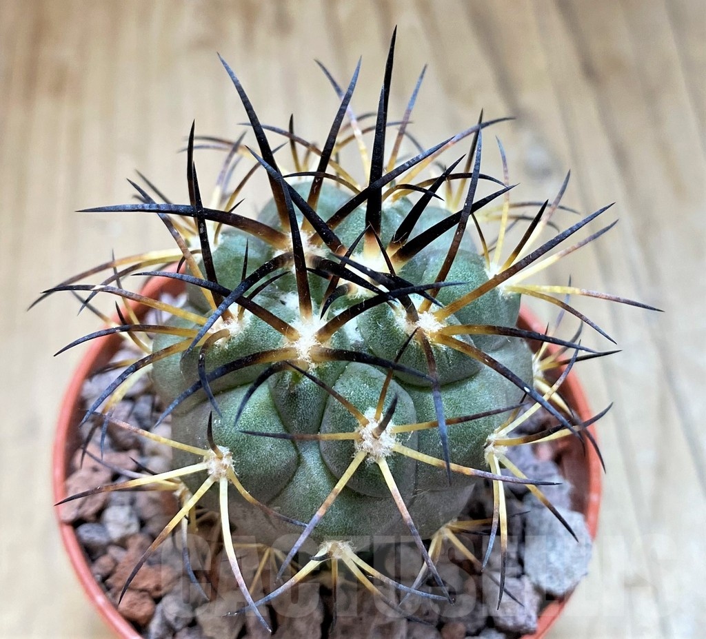 SH18656 Copiapoa schulziana SI-12-24, grafted