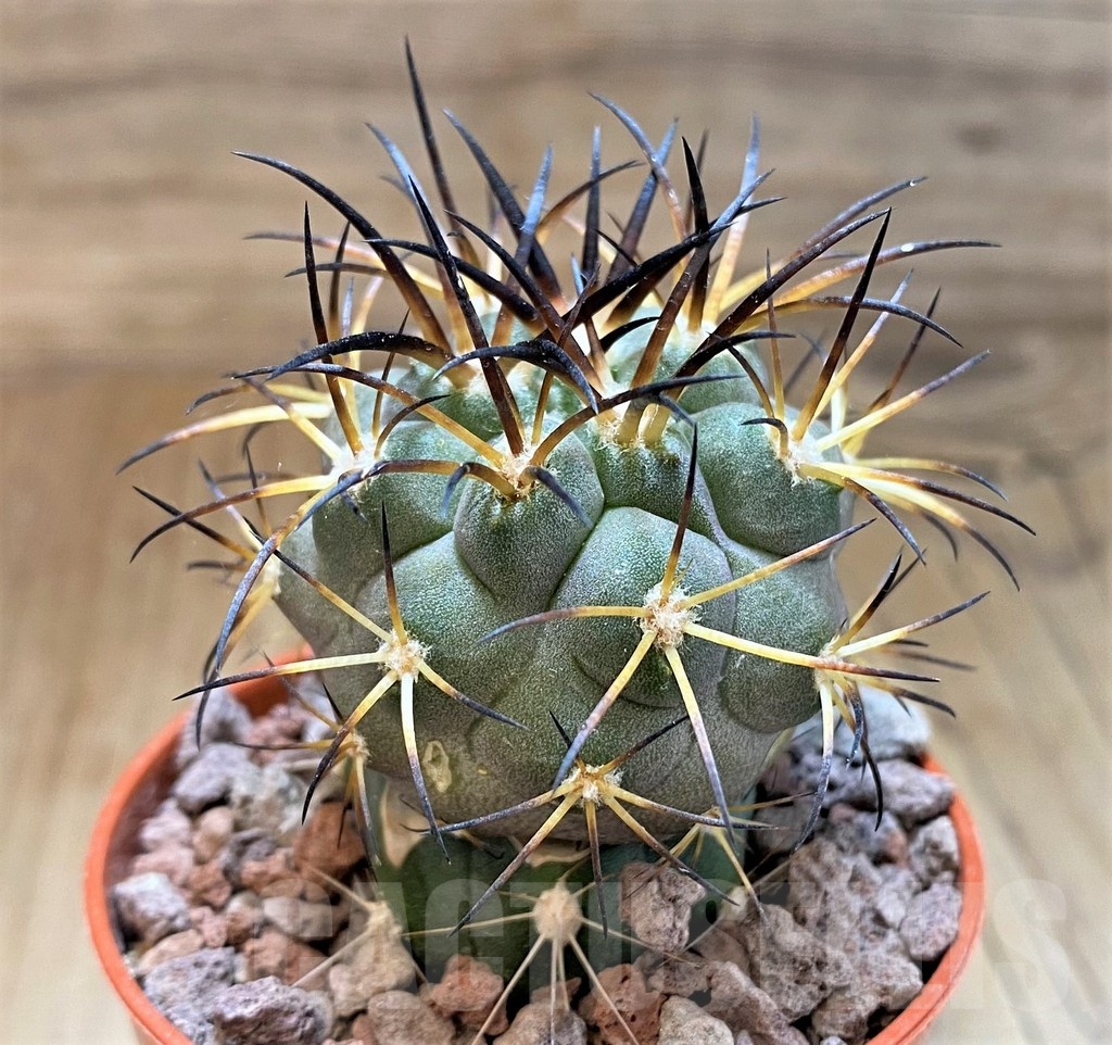 SH18656 Copiapoa schulziana SI-12-24, grafted - Image 2