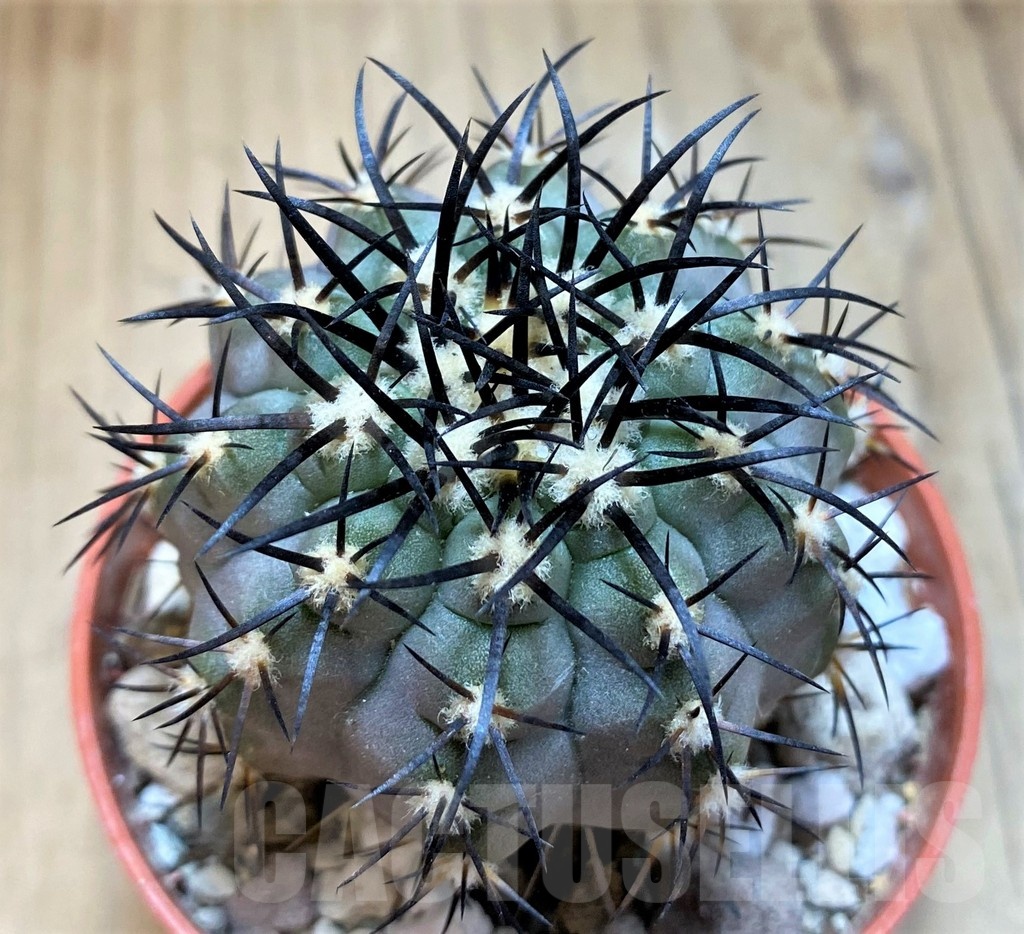 SH18660 Copiapoa calderana SI-19-24, grafted