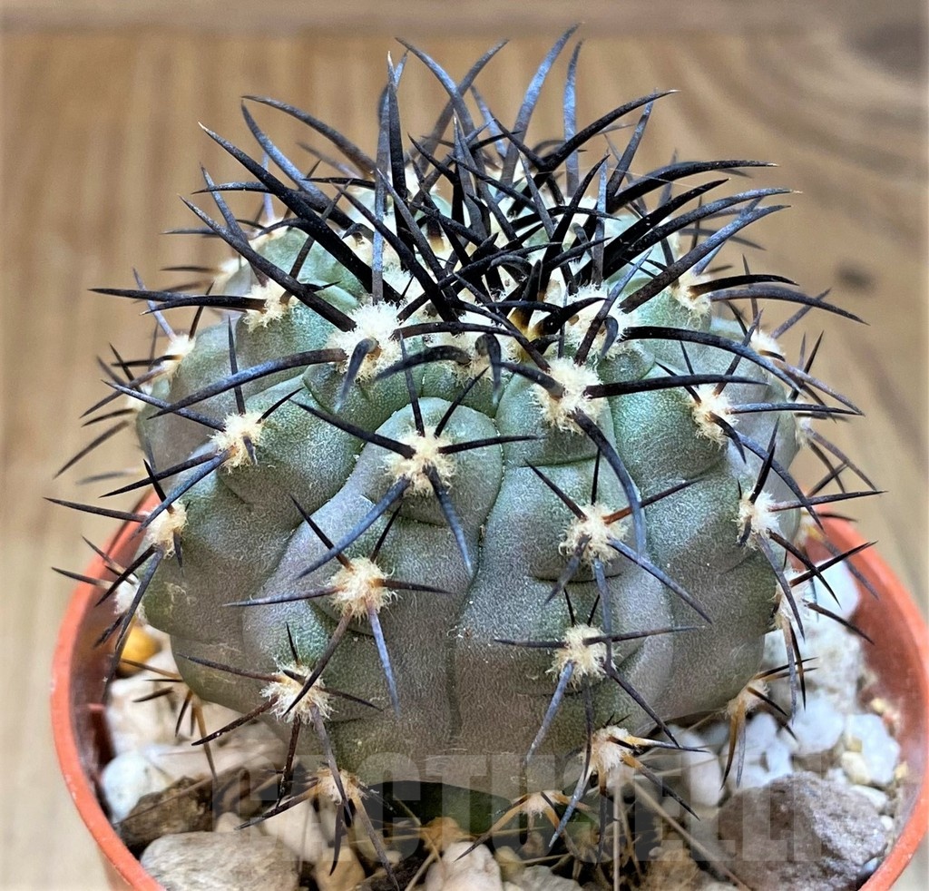 SH18660 Copiapoa calderana SI-19-24, grafted - Image 2