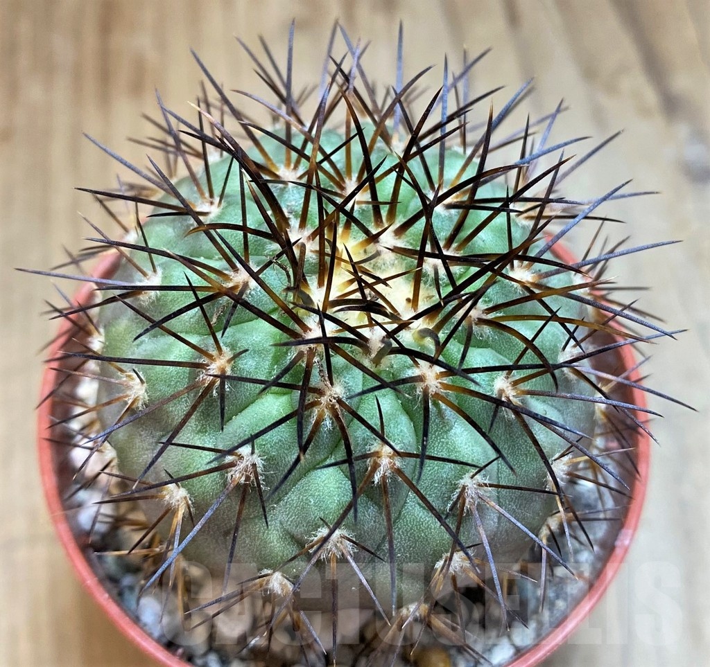 SH18661 Copiapoa longistaminea 'Tigrillensis', grafted
