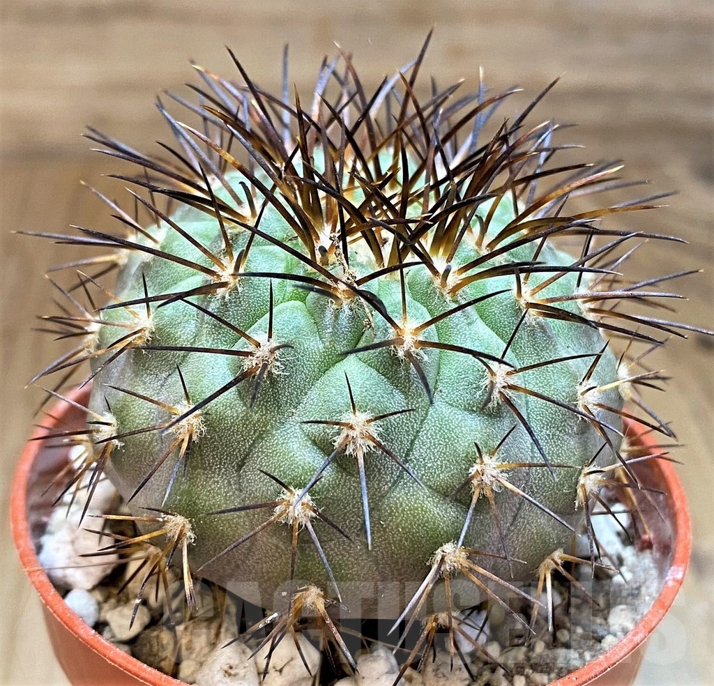 SH18661 Copiapoa longistaminea 'Tigrillensis', grafted - Image 2