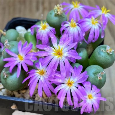 SH28206 Conophytum minutum LAV23370A