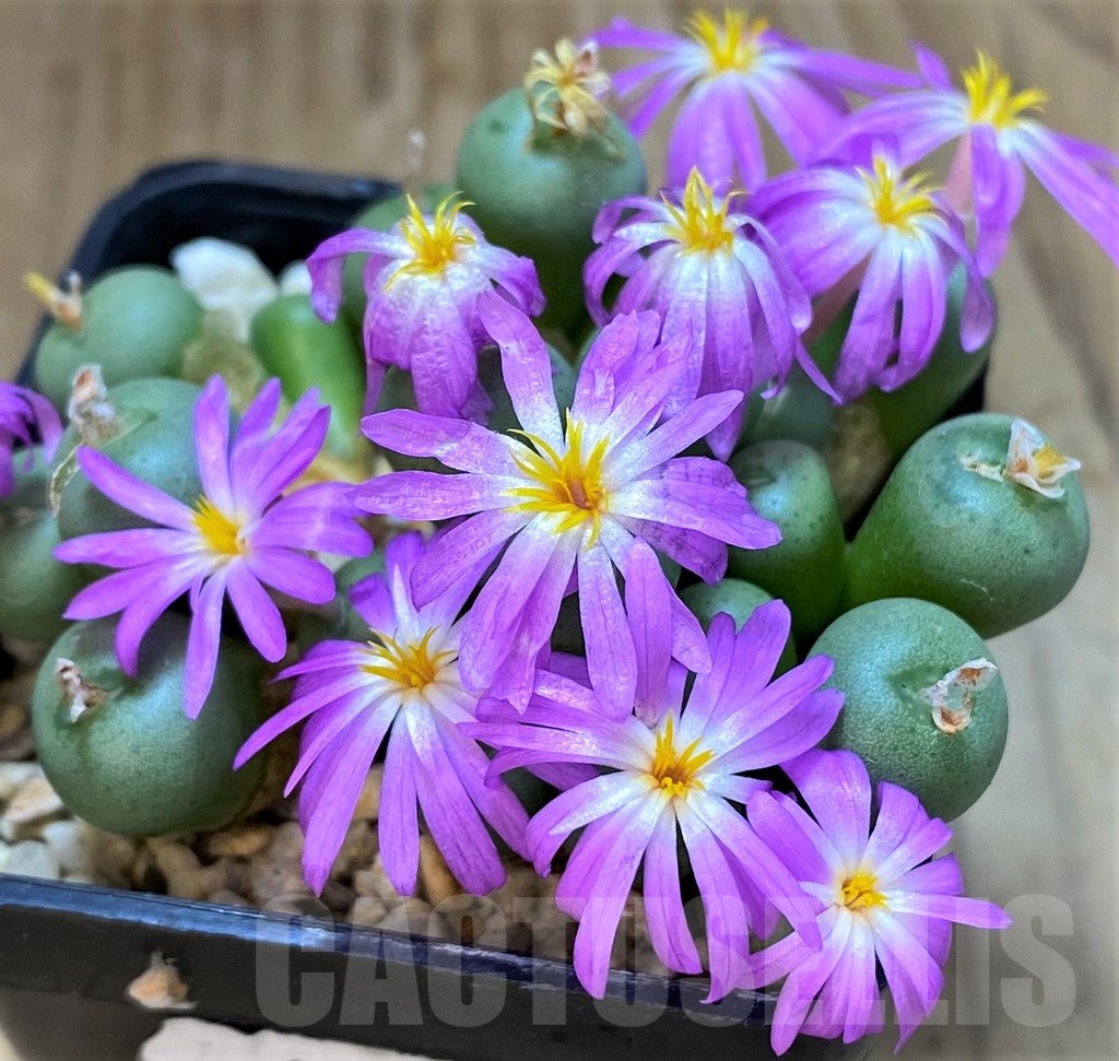 SH28206 Conophytum minutum LAV23370A