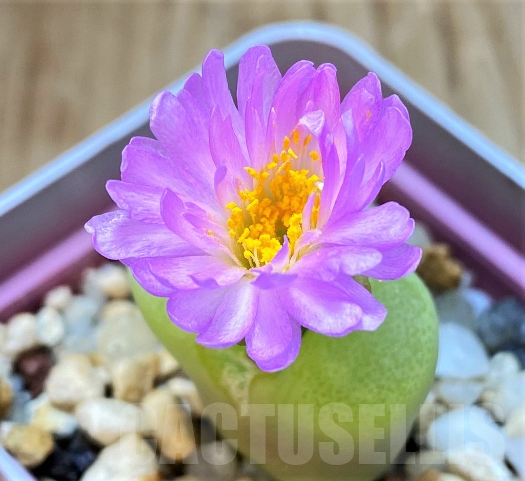SH11921 Conophytum subfenestratum SB624
