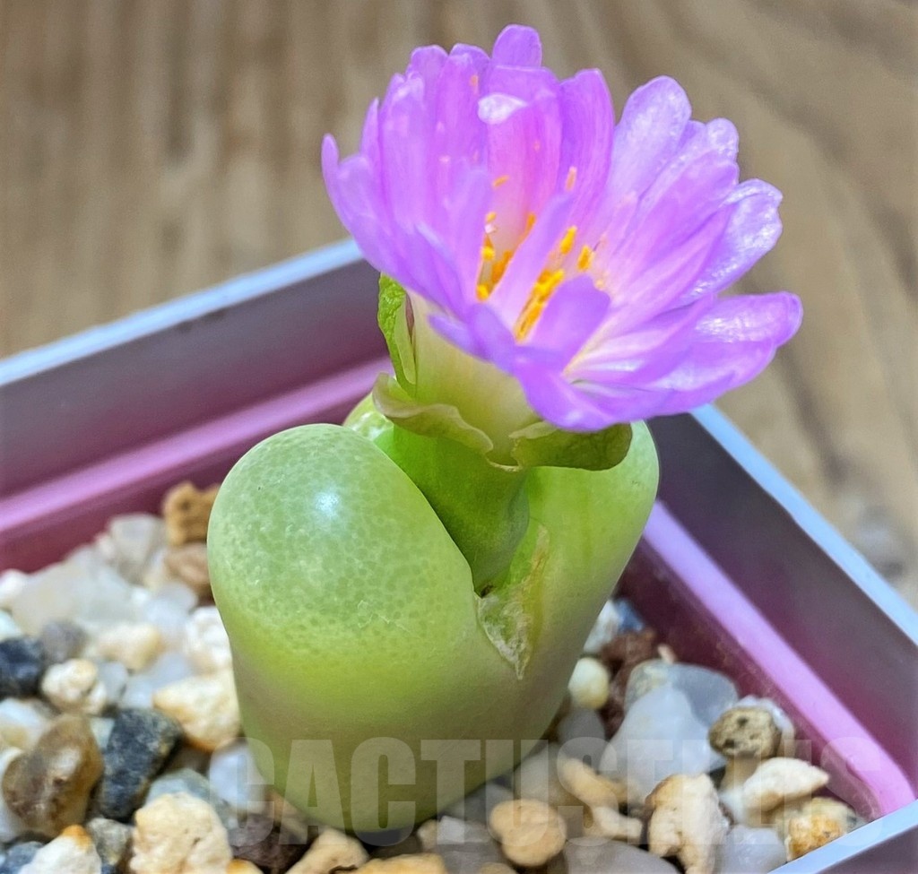 SH11921 Conophytum subfenestratum SB624 - Image 2