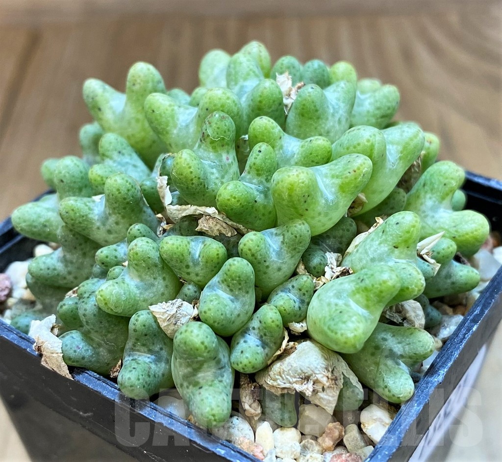 SH18821 Conophytum tantillum ssp. eenkokerense, SB1191