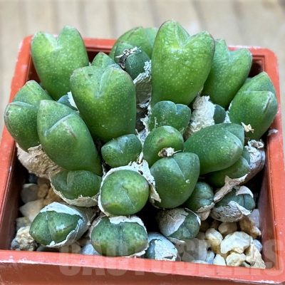 SH18824 Conophytum loeschianum