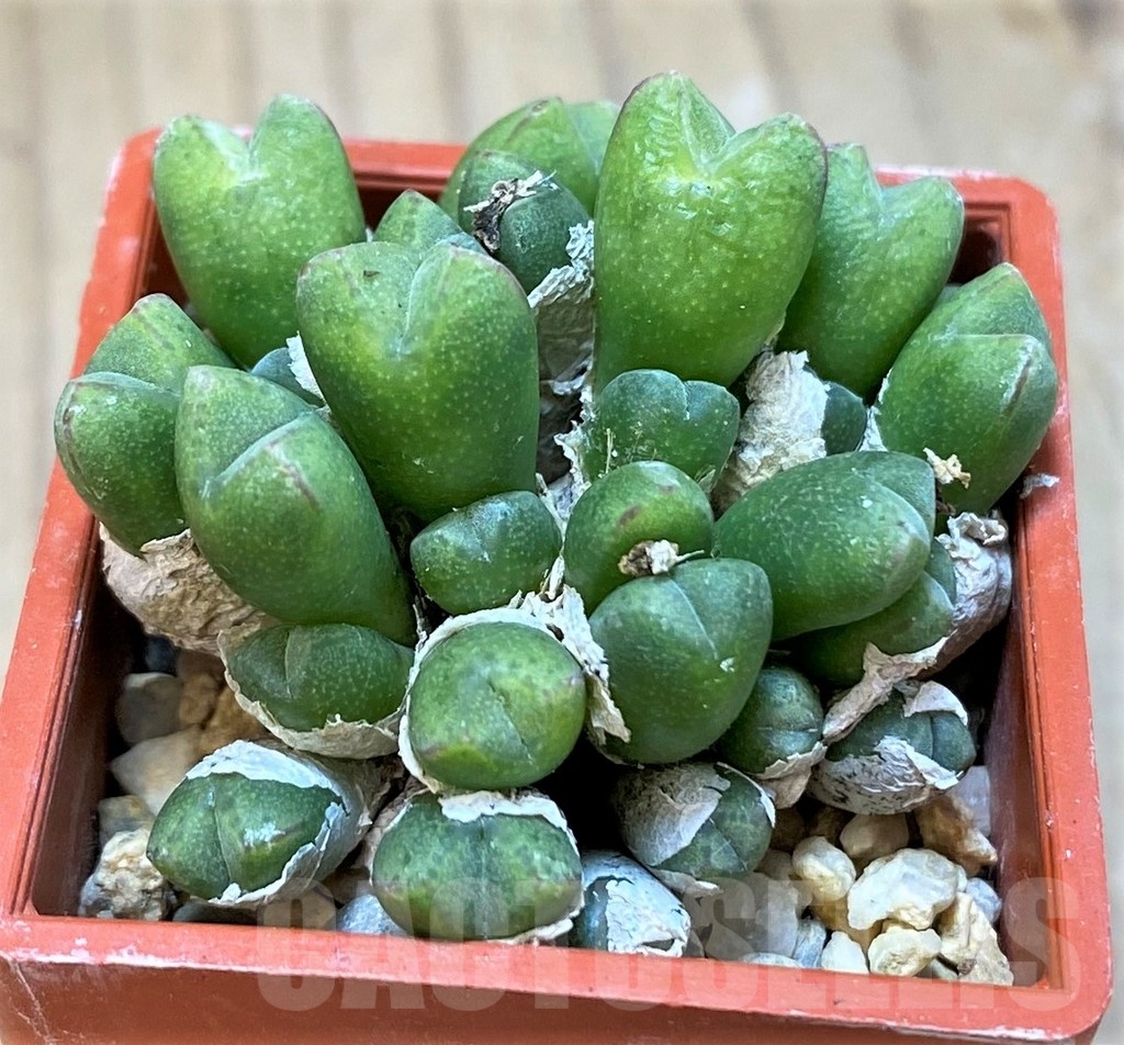 SH18824 Conophytum loeschianum