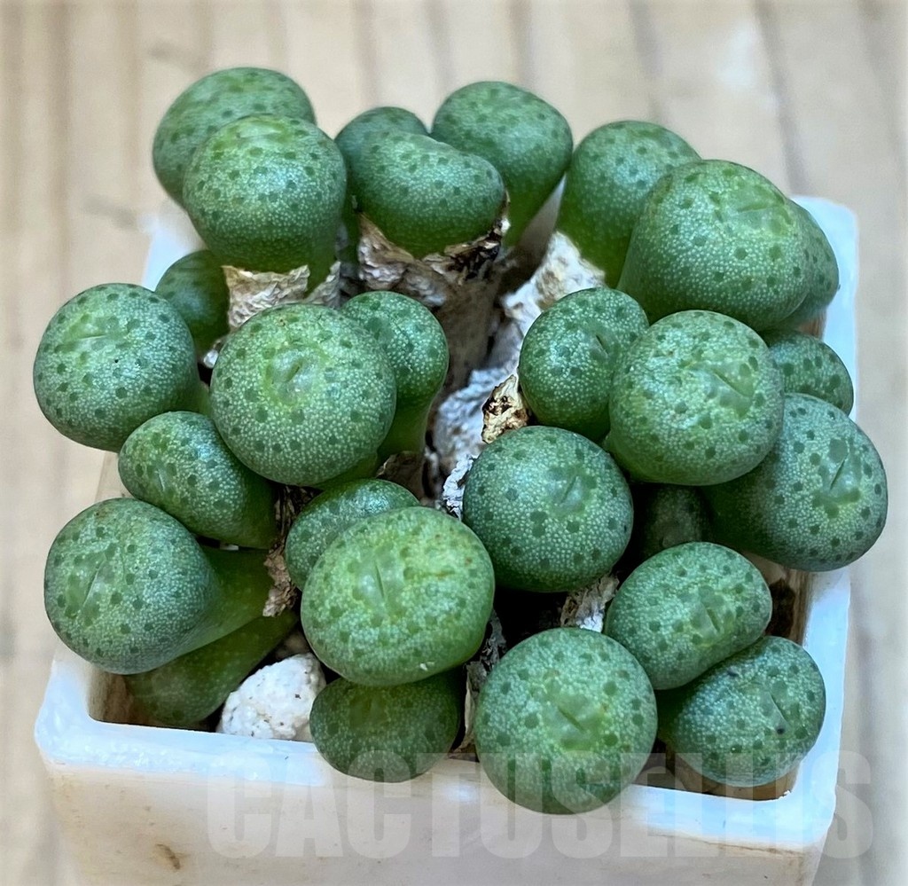 SH18825 Conophytum flavum ssp. novicium, RR1117