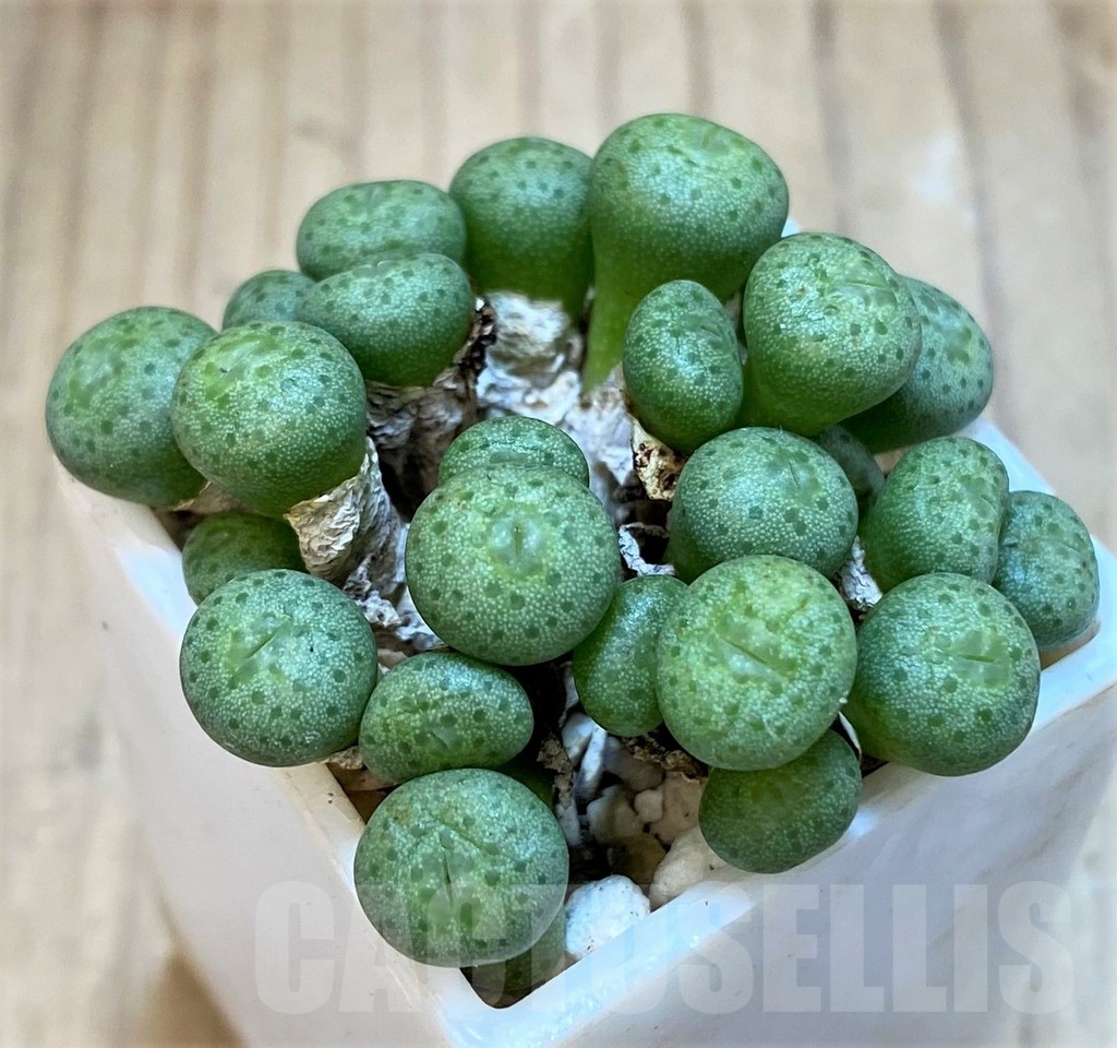 SH18825 Conophytum flavum ssp. novicium, RR1117 - Image 2