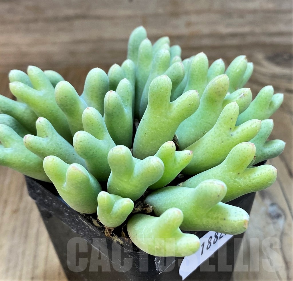 SH18827 Conophytum blandum R&Y1623