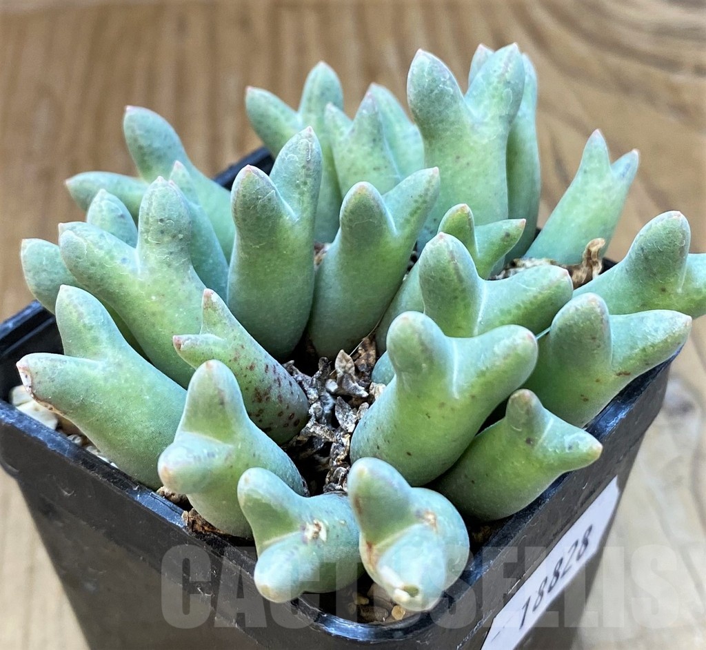 SH18828 Conophytum blandum ARM985 -NAAB Se Kop- - Image 2
