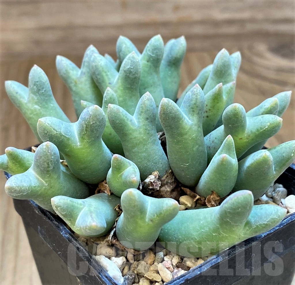 SH18828 Conophytum blandum ARM985 -NAAB Se Kop-