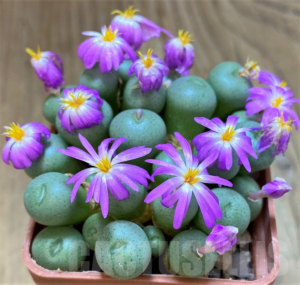 SH28208 Conophytum minutum LAV26670A