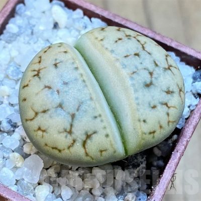 SH18836 Lithops bromfieldii v. insularis C043