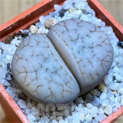 SH18837 Lithops bromfieldii v. insularis C043