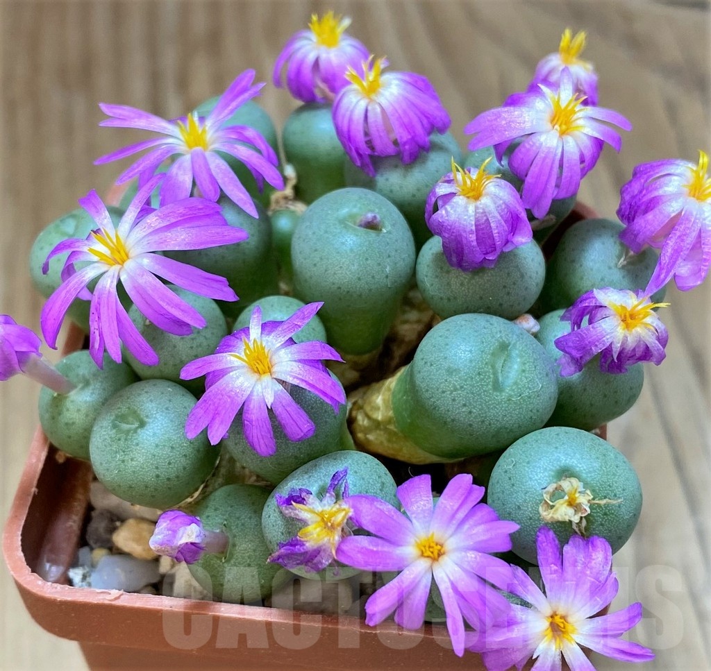 SH11919 Conophytum minutum LAV 26670 A - Image 2
