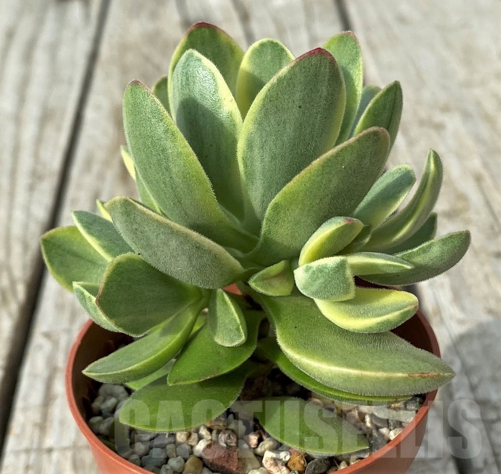 SH19102 Crassula 'Rusby' f. variegata - Image 2