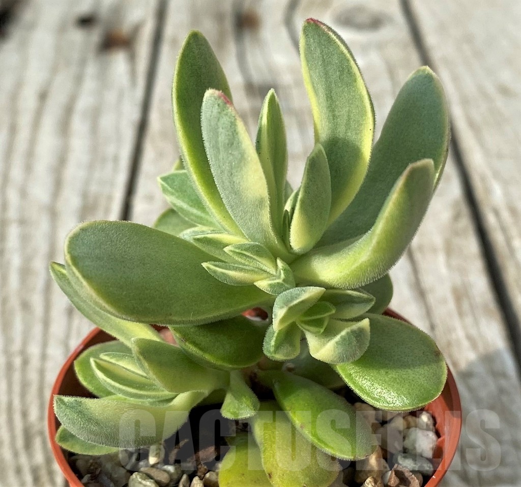 SH19103 Crassula 'Rusby' f. variegata