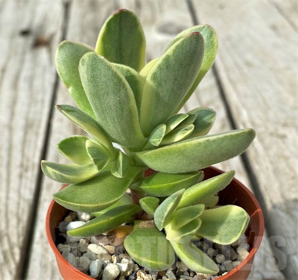 SH19103 Crassula 'Rusby' f. variegata - Image 2