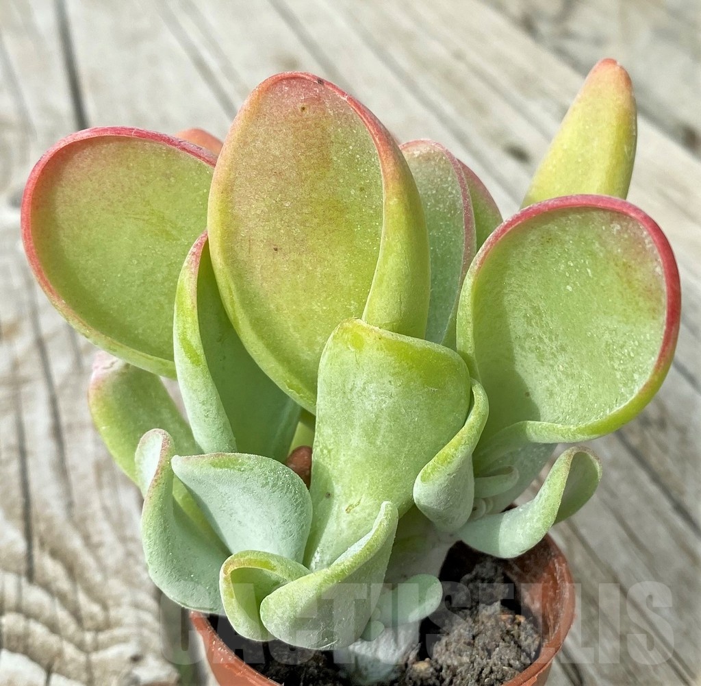 SH19106 Kalanchoe thyrsiflora ‘Monstruosa’