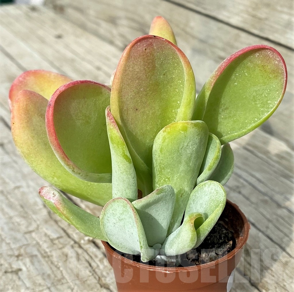 SH19106 Kalanchoe thyrsiflora ‘Monstruosa’ - Image 2