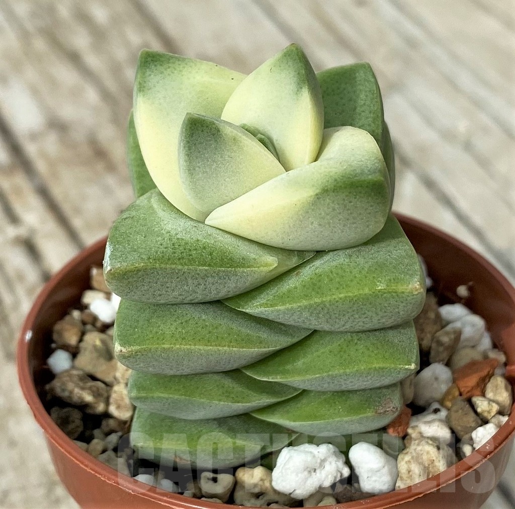 SH19108 Crassula 'Moonglow' f. variegata - Image 2