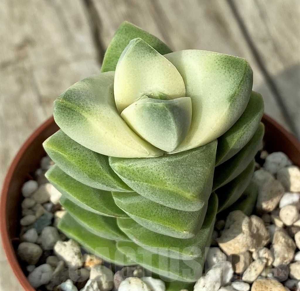 SH19109 Crassula 'Moonglow' f. variegata