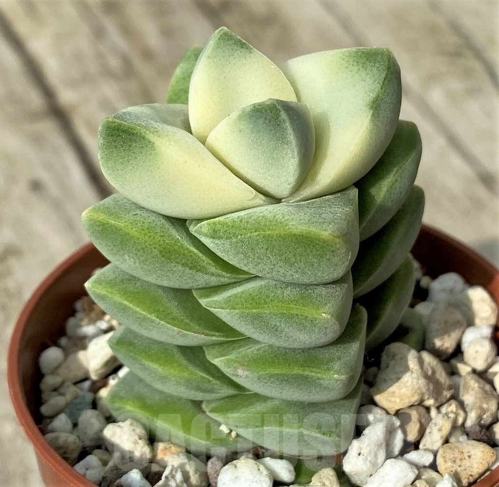 SH19109 Crassula 'Moonglow' f. variegata - Image 2